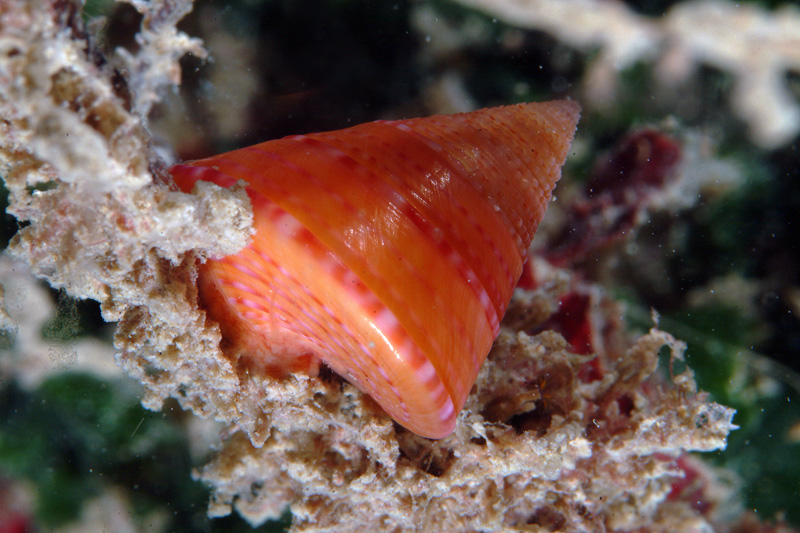 Calliostoma conulus